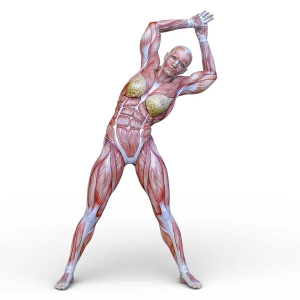Renderização Mulher Muscular — Fotografia de Stock