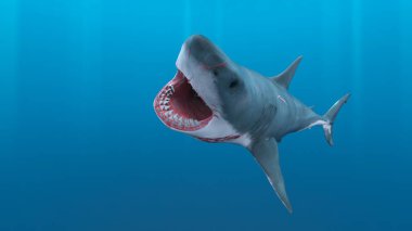 3D cg işleme köpekbalığı