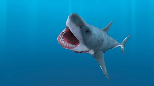 サメの のレンダリング — ストック写真