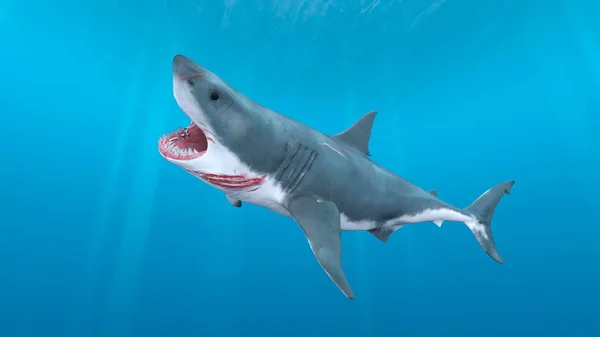 Rendering Shark — Stock Photo, Image