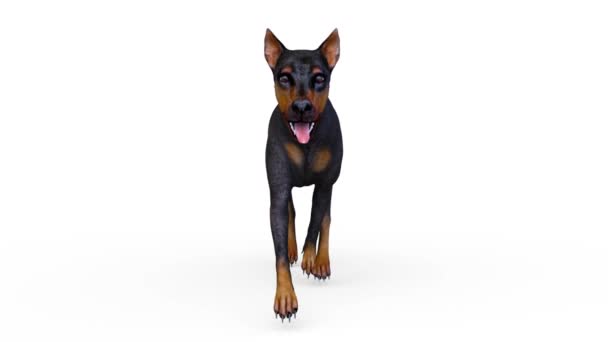 Renderização Doberman — Vídeo de Stock