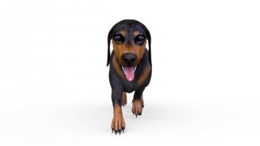 dachshund 3D cg render
