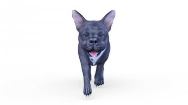 köpek 3D cg render