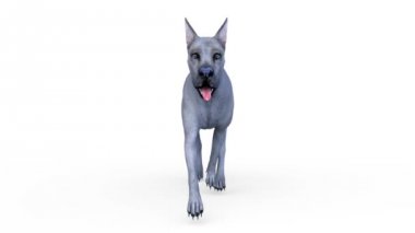 köpek 3D cg render