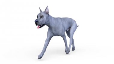 köpek 3D cg render