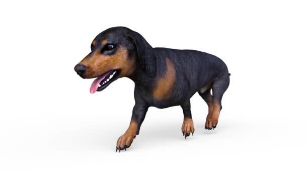 Dachshund Render — Stok video