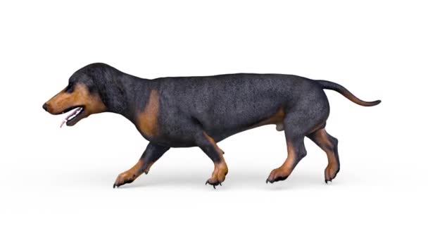 Renderização Dachshund — Vídeo de Stock