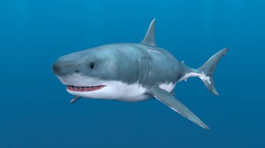 3D cg işleme köpekbalığı