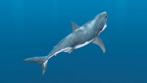 Renderizado Tiburón — Foto de Stock