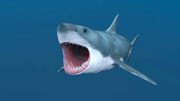 サメの のレンダリング — ストック写真
