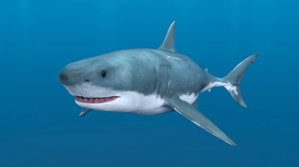 Renderizado Tiburón —  Fotos de Stock