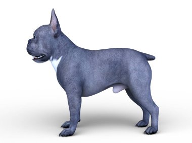köpek 3D cg render