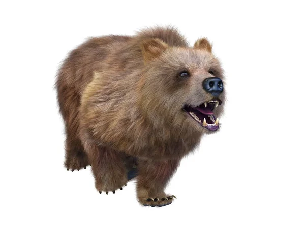 Vykreslování Medvěd — Stock fotografie