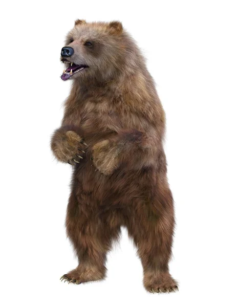 Rendering Bear — Foto Stock