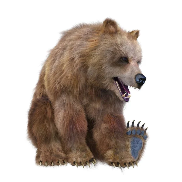 Darstellung Des Bären — Stockfoto