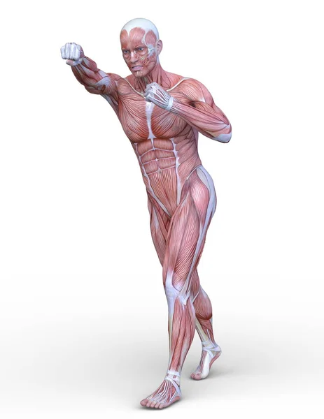 Representación Del Hombre Muscular — Foto de Stock