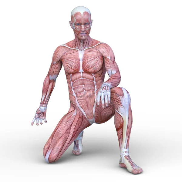 Renderização Homem Muscular — Fotografia de Stock