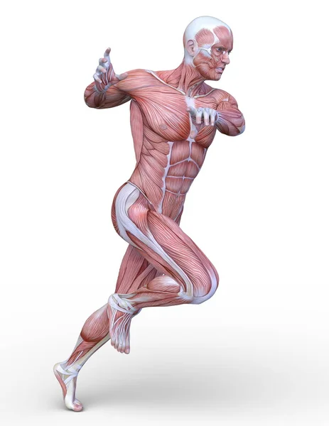 Representación Del Hombre Muscular —  Fotos de Stock