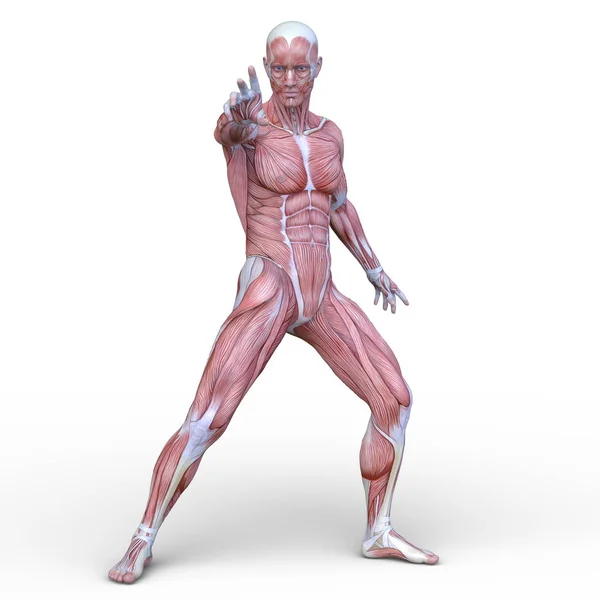 Renderowania Mięśni Człowieka — Zdjęcie stockowe