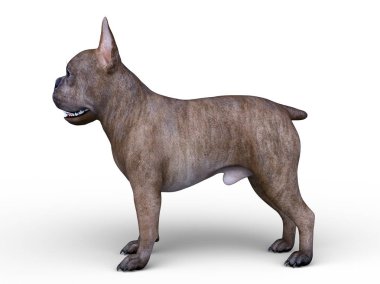 köpek 3D cg render