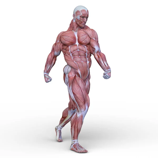 Rendering Muscle Man — Stock Photo, Image