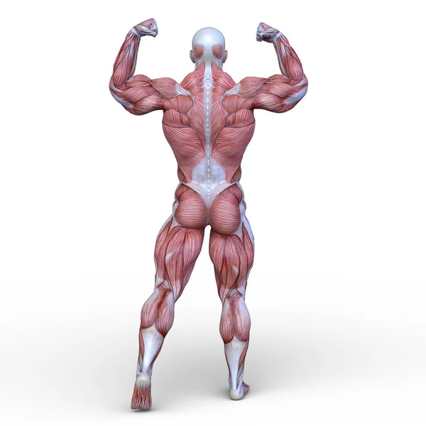 Rendering Muscle Man — Stock Photo, Image