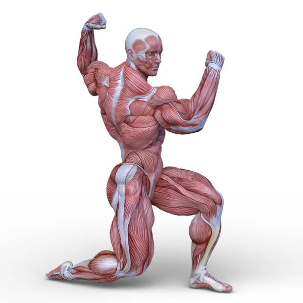 Rendering Muskel Man — Stockfoto