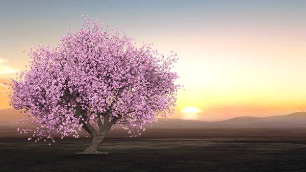 Rendu Sakura Paysage — Photo