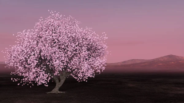 渲染樱花景观 — 图库照片