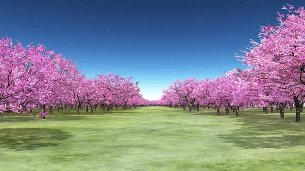 Rendering Sakura Scenery — Stock Photo, Image