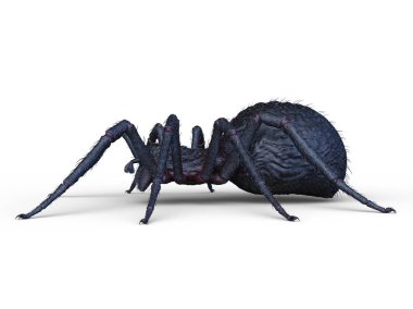 3D cg işleme örümcek