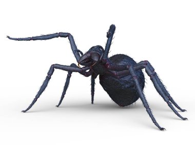 3D cg işleme örümcek