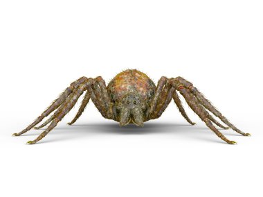 3D cg işleme örümcek