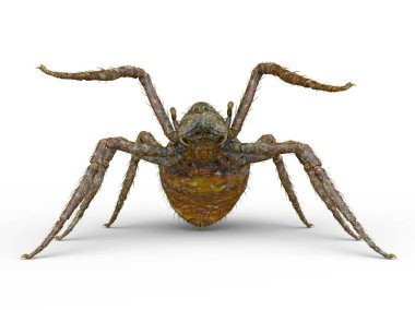 3D cg işleme örümcek