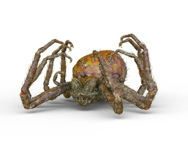 3D cg işleme örümcek