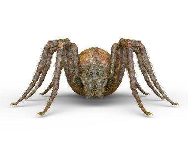 3D cg işleme örümcek