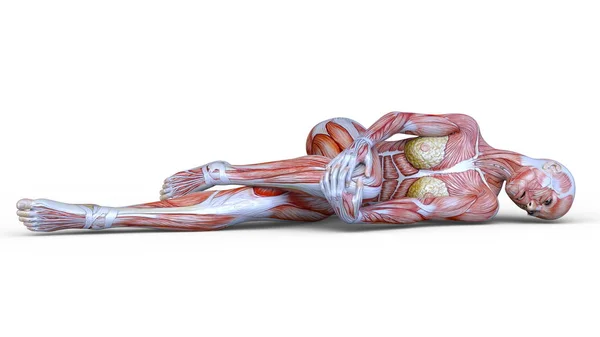 3D Rendering Female Anatomy Figure on White — Stock Photo © PhotosVac