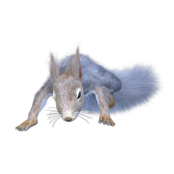 Rendering Squirrel — Stock Photo, Image