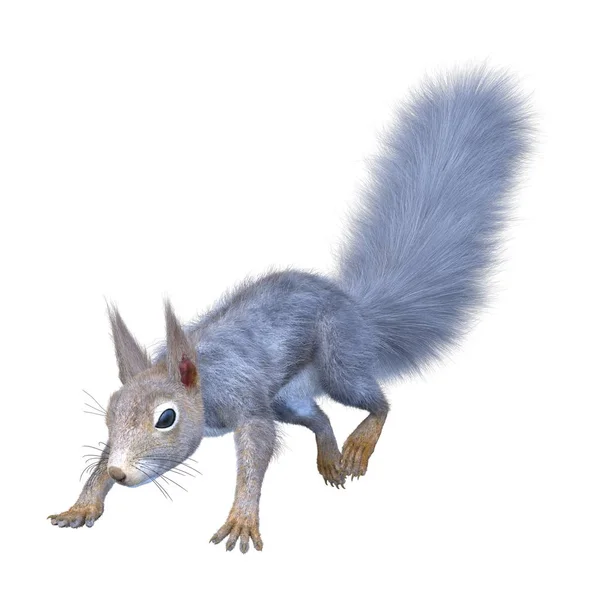 Rendering Squirrel — Stock Photo, Image