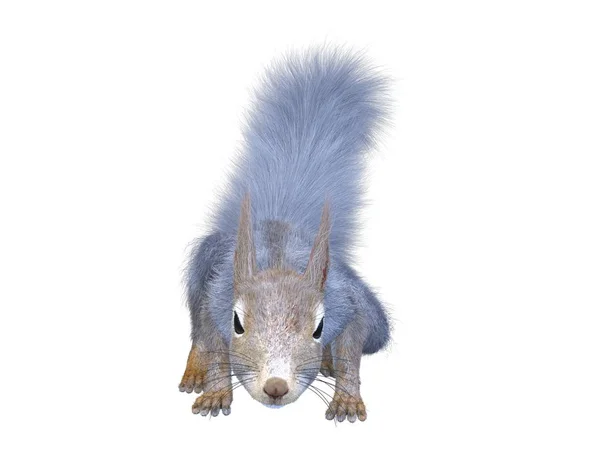 Rendering Squirrel — Stock Photo, Image