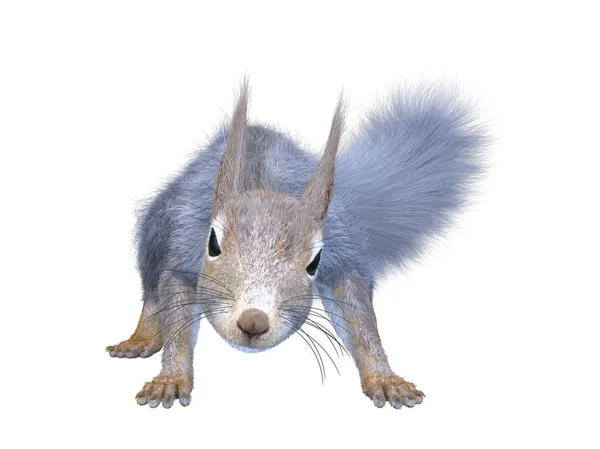 Rendering Squirrel — Stock Photo, Image