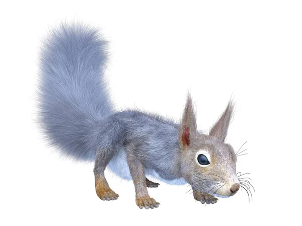 Rendering Squirrel — Stock Photo, Image