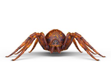 3D cg işleme örümcek