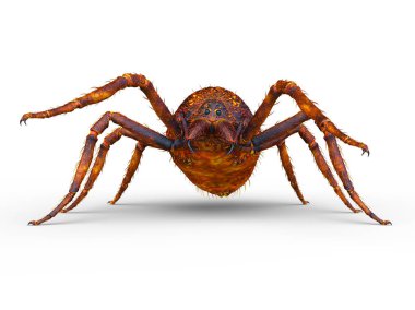 3D cg işleme örümcek