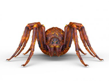 3D cg işleme örümcek