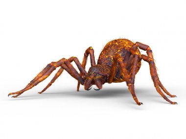 3D cg işleme örümcek