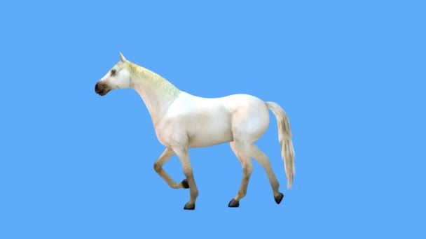 马的3Dcg渲染 — 图库视频影像