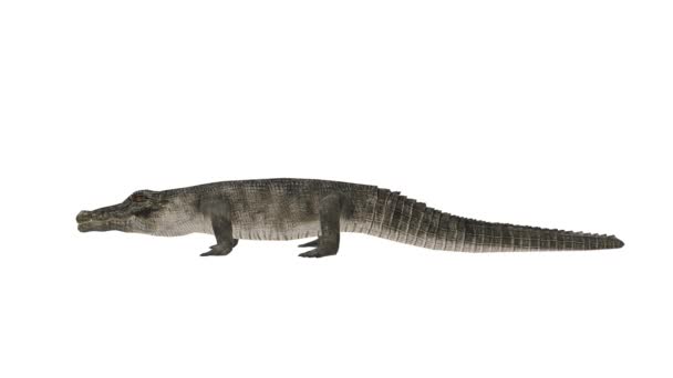 3D rendu CG de Crocodile 