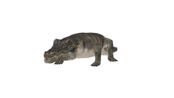 3D rendu CG de Crocodile 