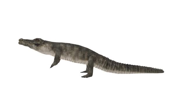 3D rendu CG de Crocodile 